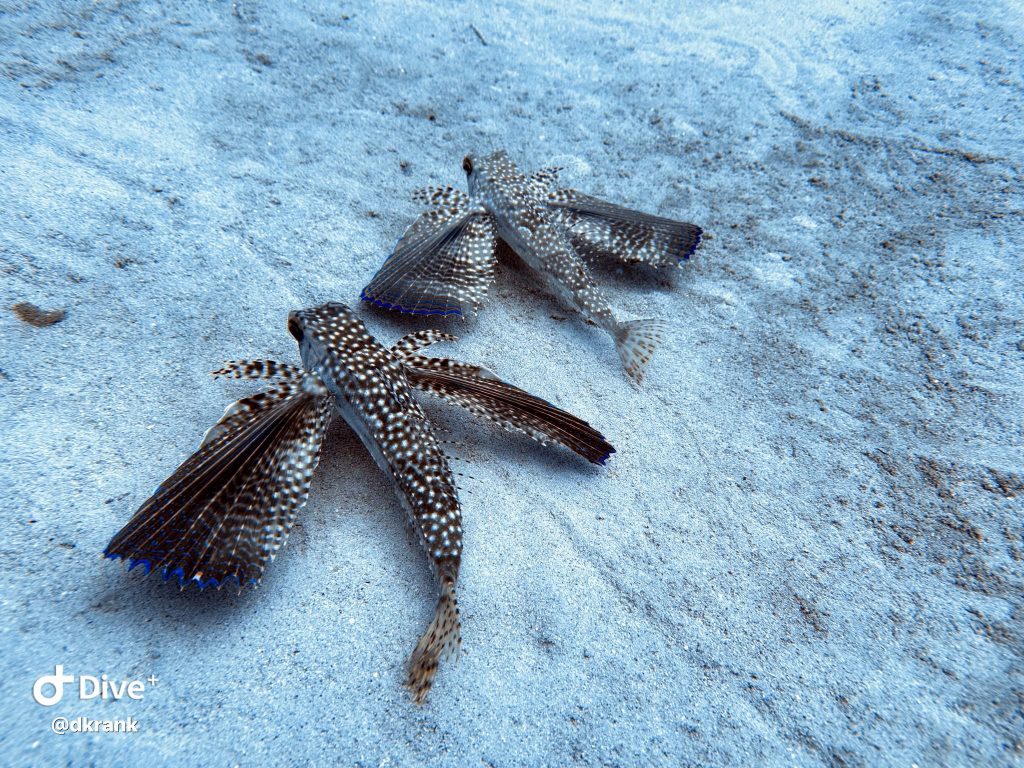 489567292_10161399125763002_8678472413272969244_n