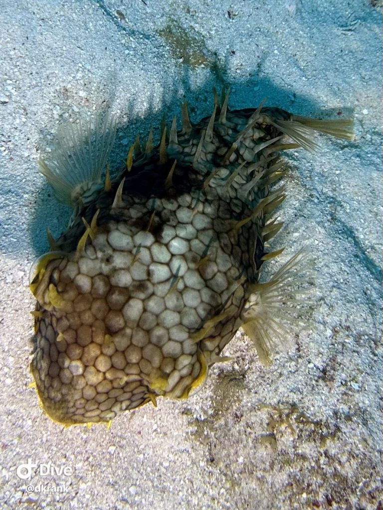 490156290_10161407062073002_2181273754725547870_n