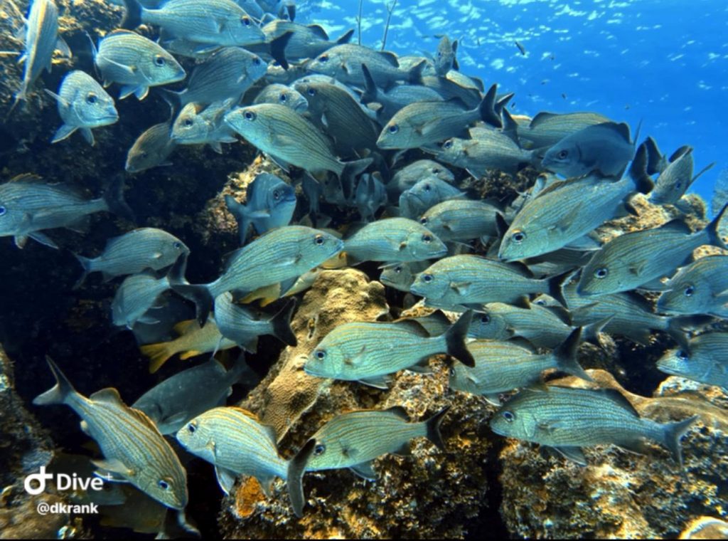 490585413_10161399125733002_1104457733075357062_n